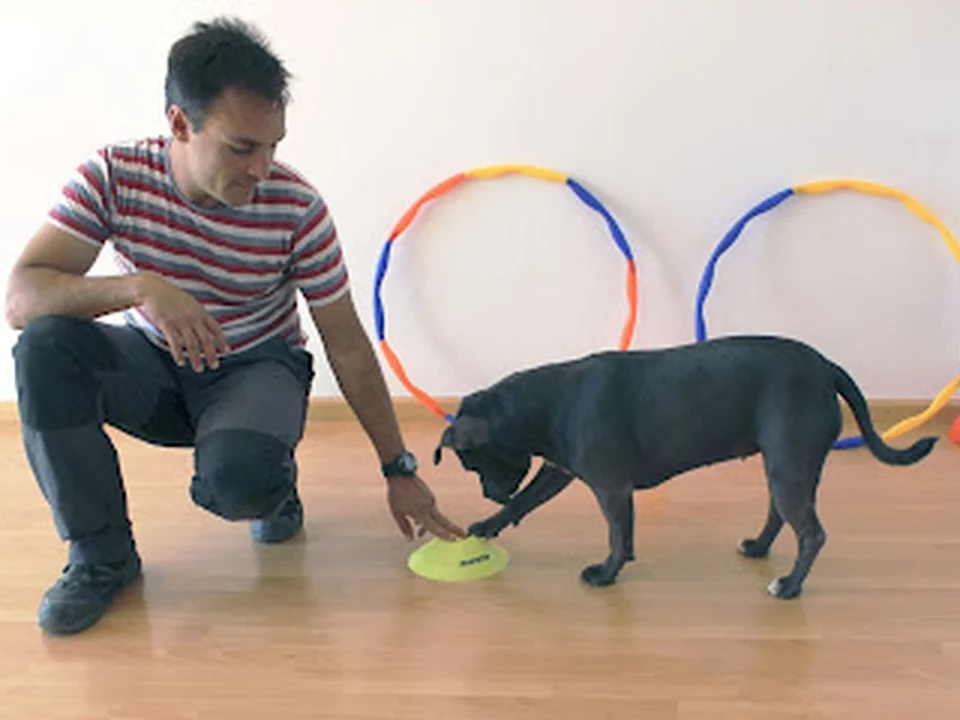 Dogeduca