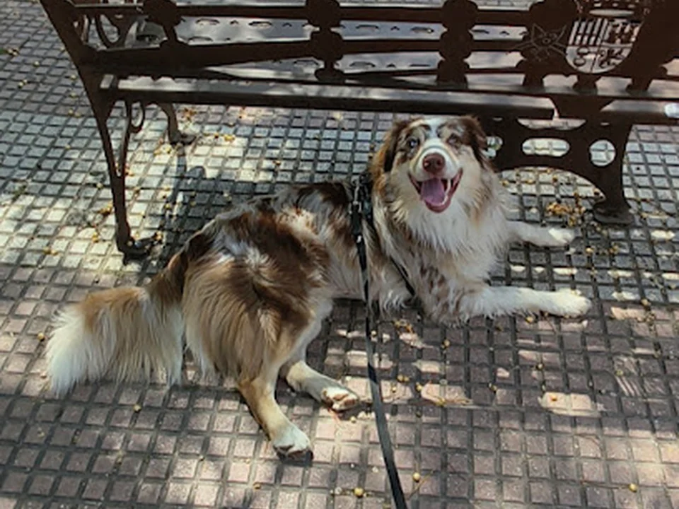 Educador de Perros
