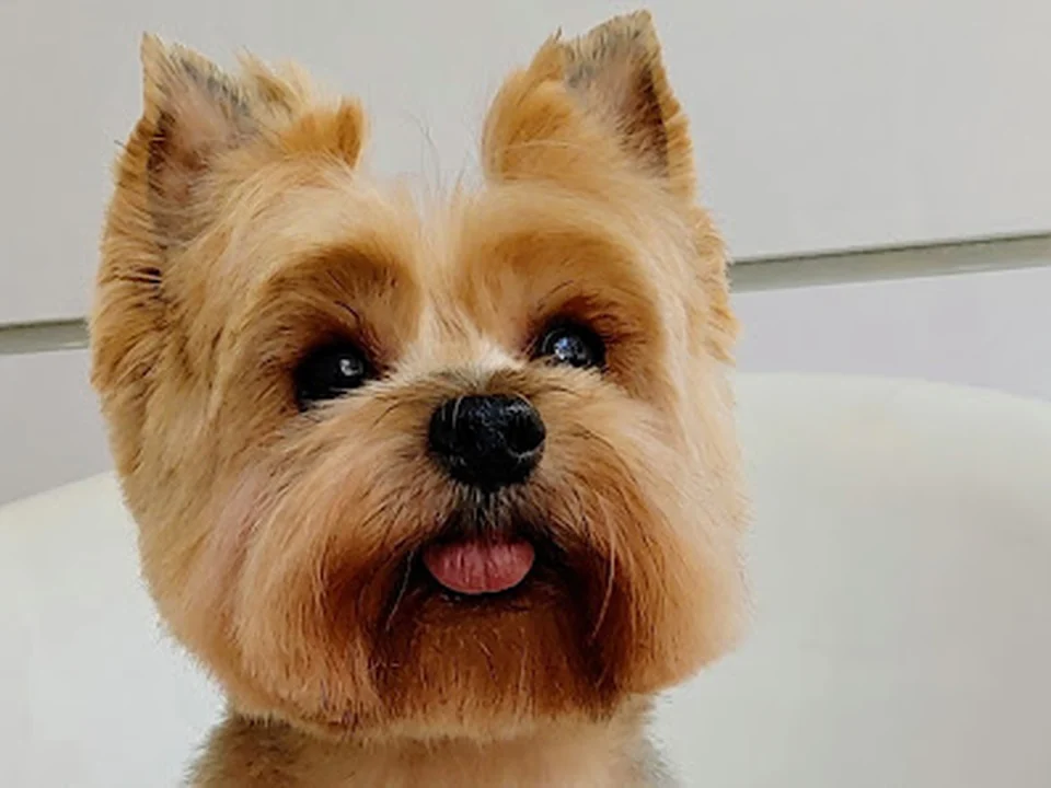 El Arca De Noah "peluquería canina en positivo", Madrid