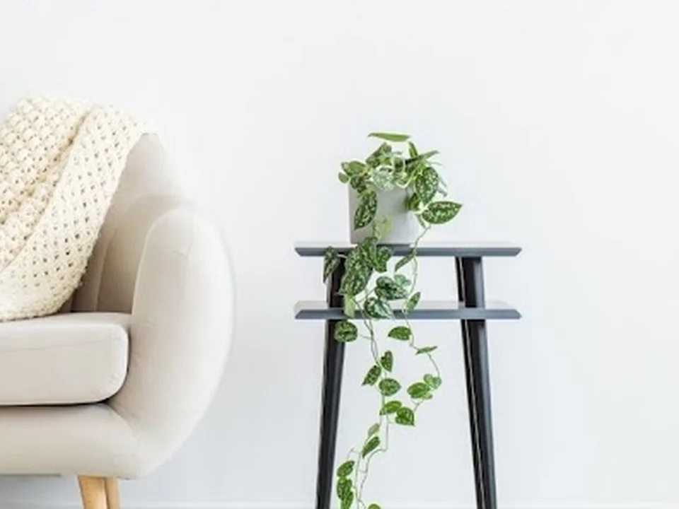 LEU Servicios | Control de Plagas y Limpiezas Especiales Urgentes, Madrid