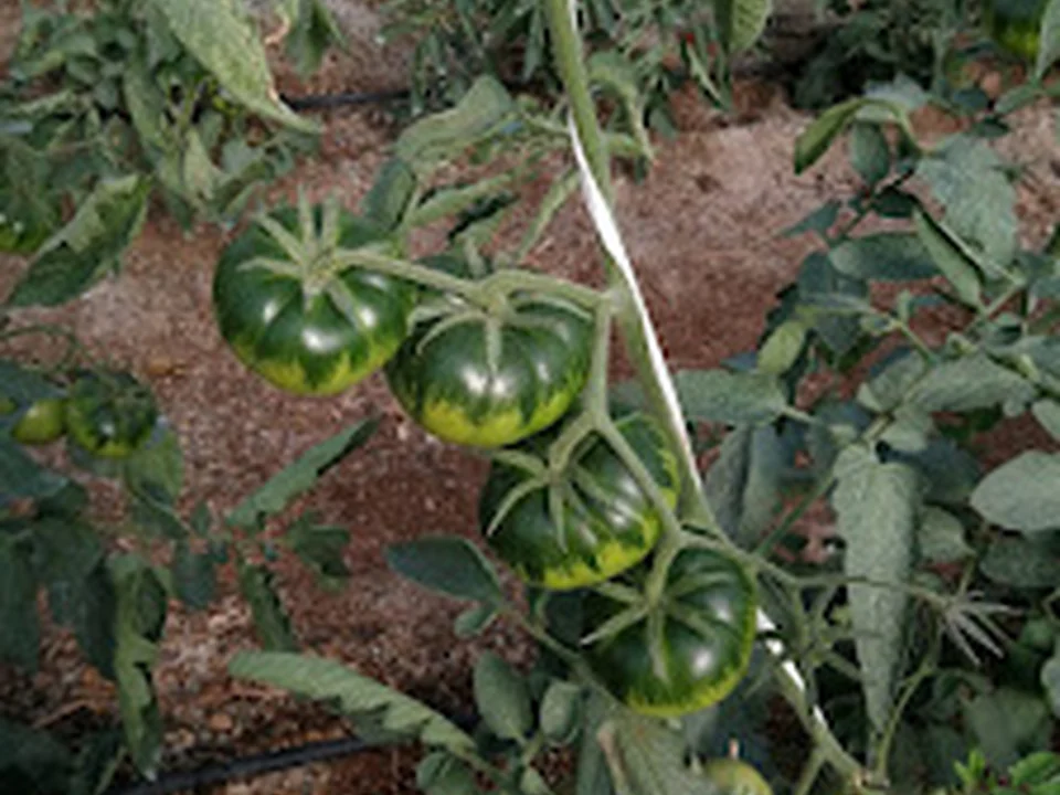 Frutería Las Gemelas, Madrid
