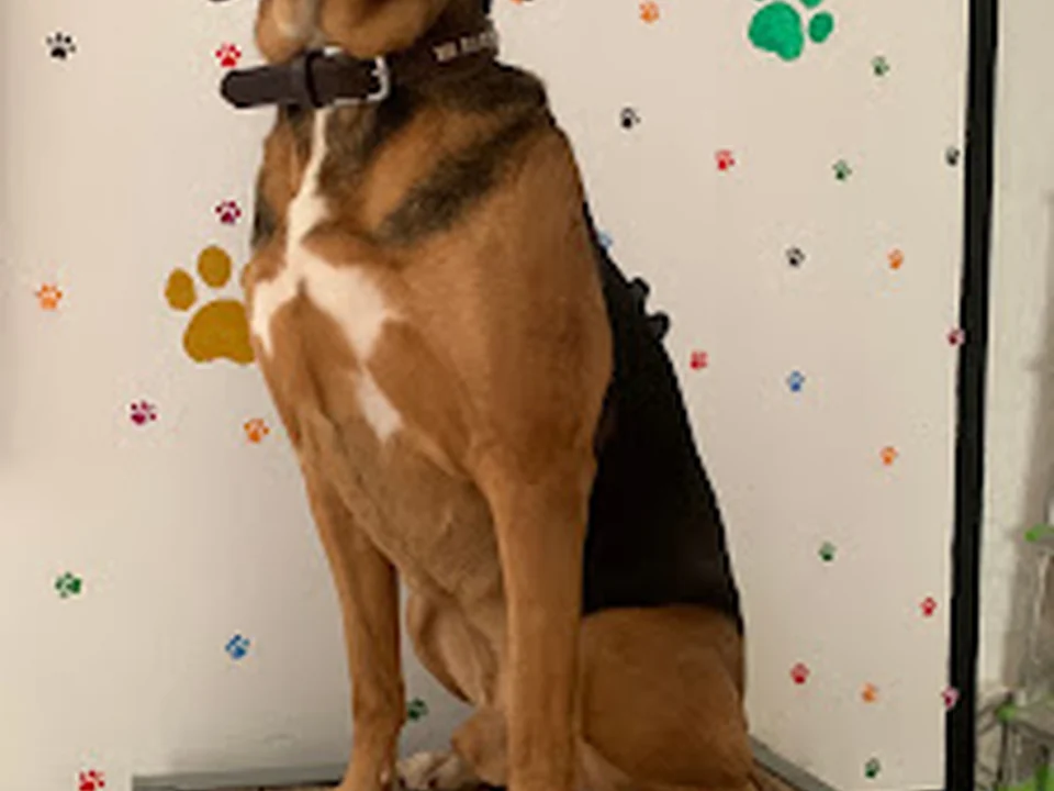 CUIDO TU MASCOTA MADRID VALLECAS
