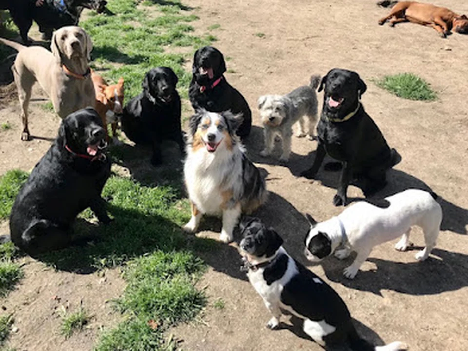 La Perroteca - Guardería Canina - Residencia de Perros Felices, Madrid