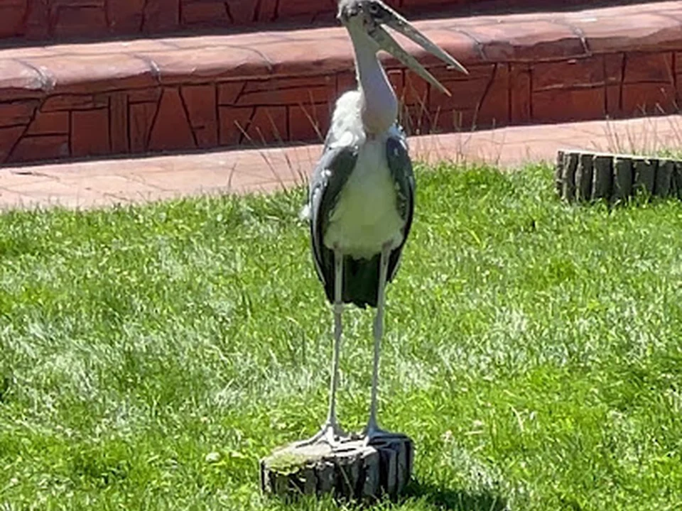 Aviario, Madrid