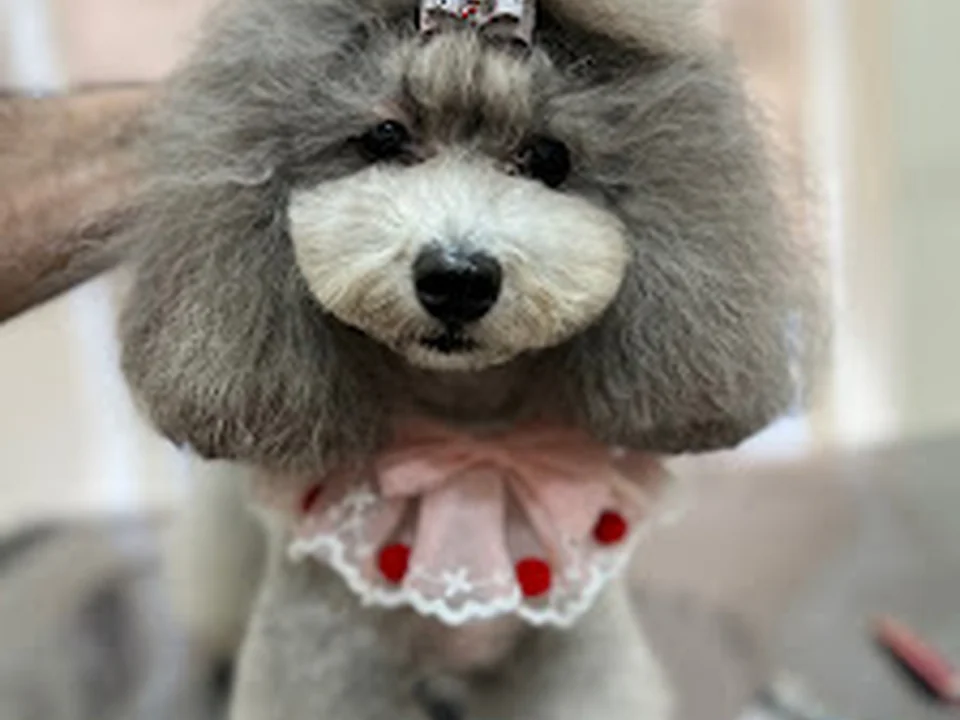 La Florida Peluquería Canina, Madrid