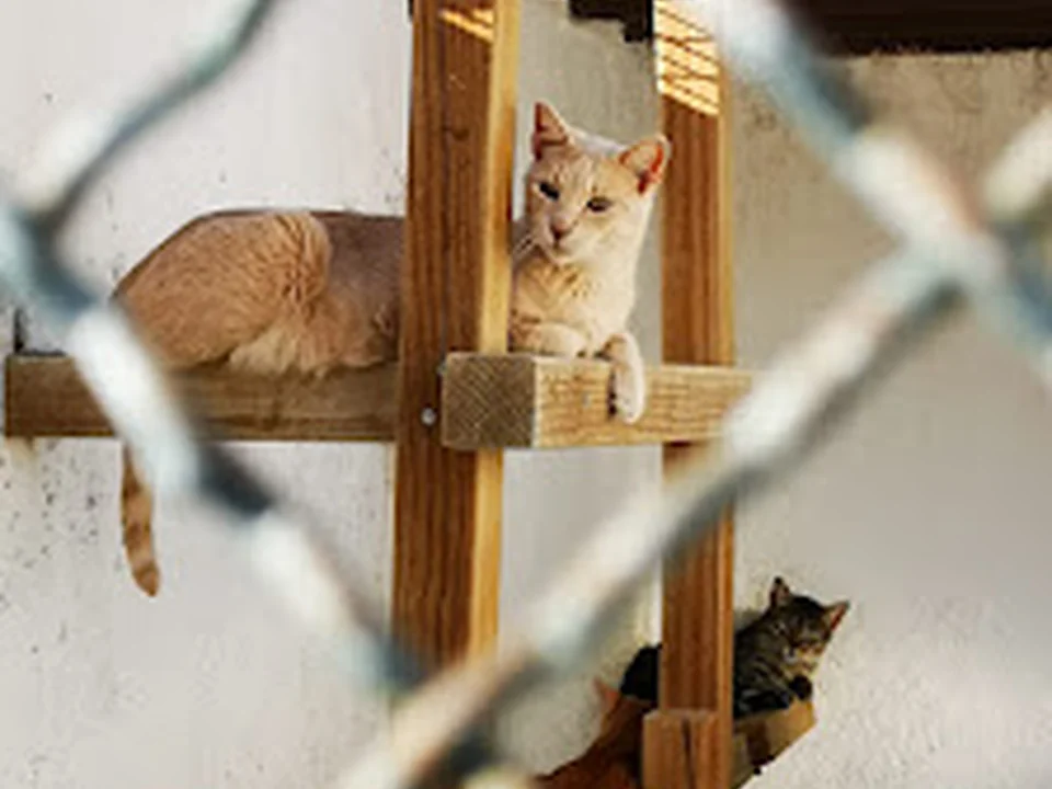Centro de Acogida Animal Arat, Madrid