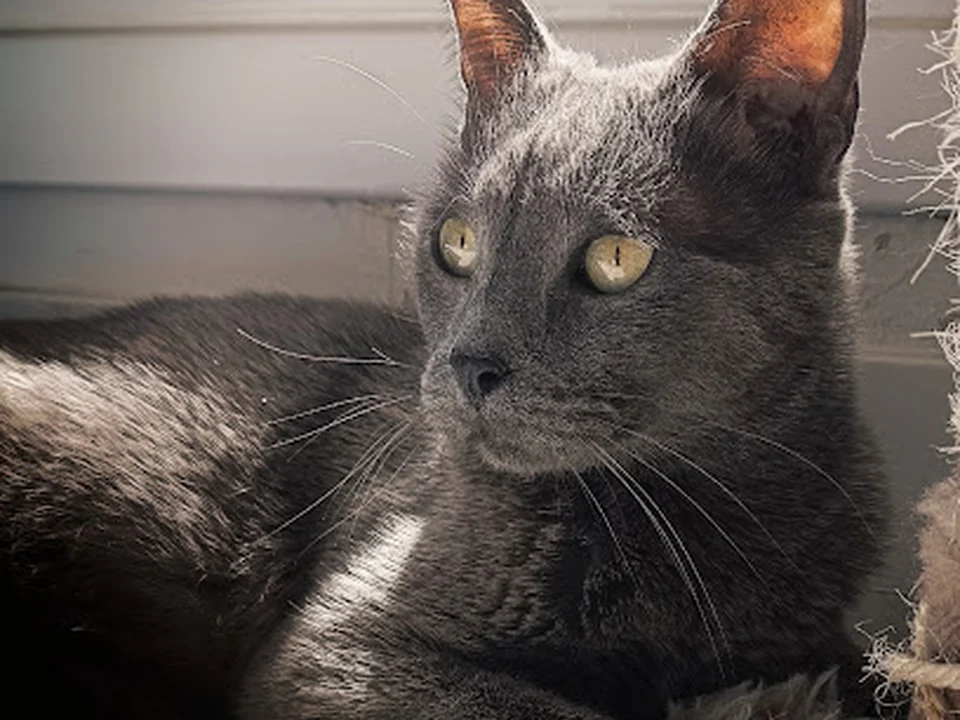 Gatungueando - Catsitter a domicilio, Madrid