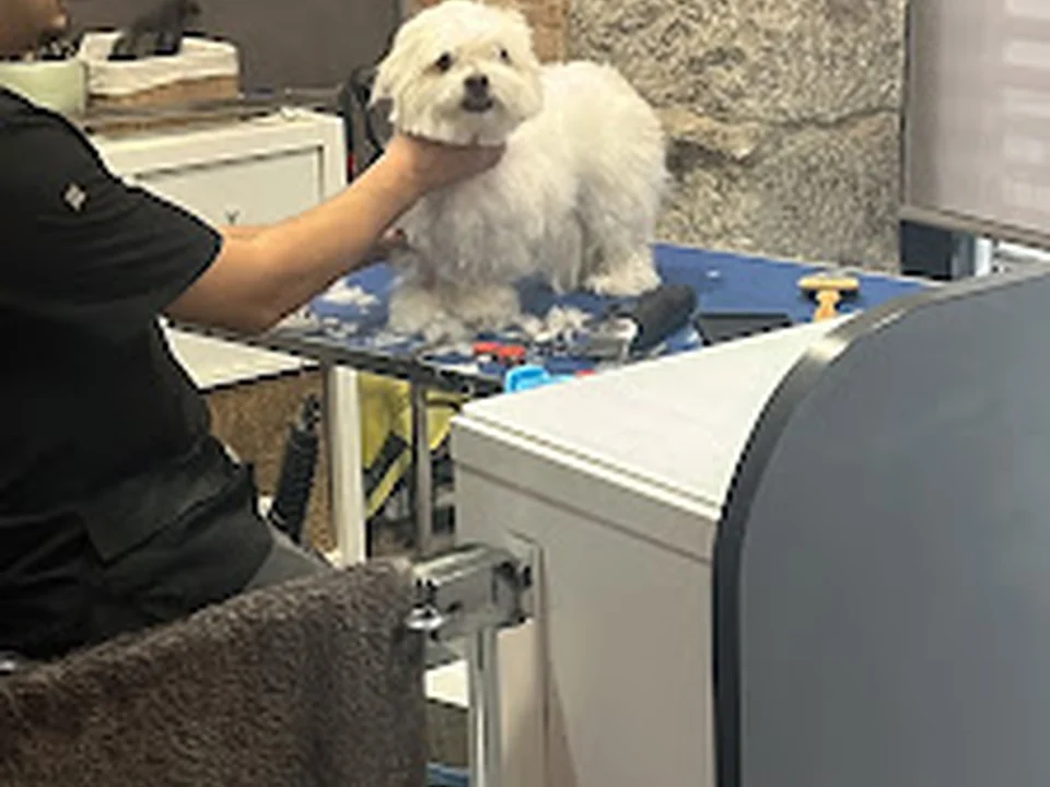 Peluquería canina MARCOS Arriaza, Madrid