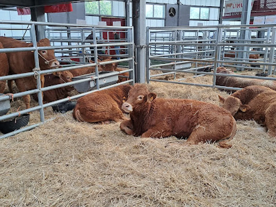 Centro Integral de Acogida de Animales (CIAAM), Madrid