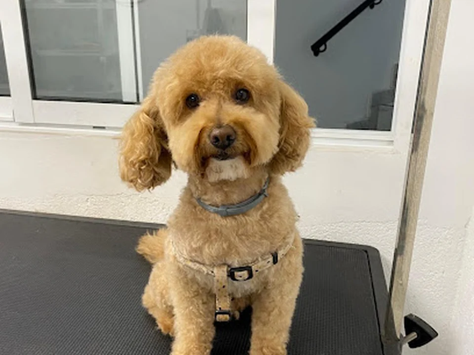 Chester House Centro Canino – Guardería y Peluquería Canina en Madrid
