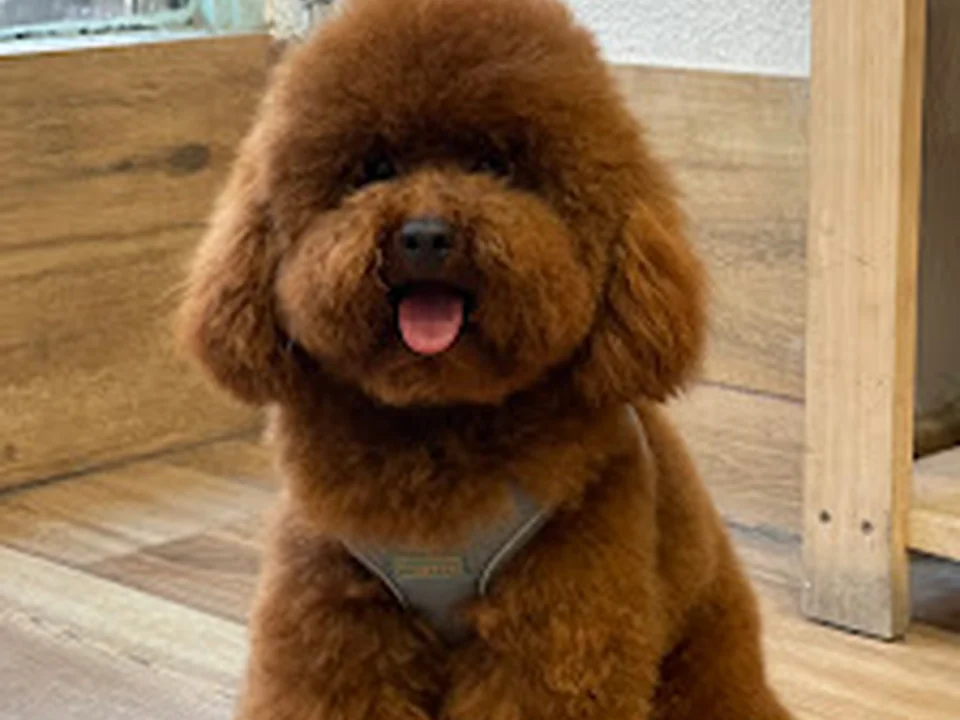 Peluquería canina La Pelu de Ricki, Madrid