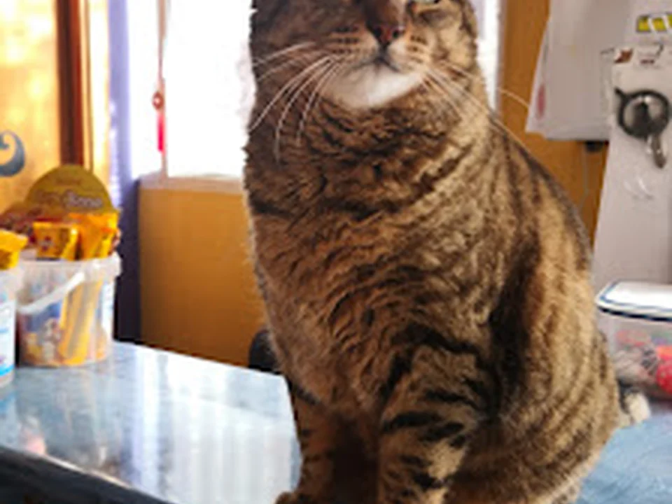 Clínica Veterinaria Senda Leonor Ruiz, Madrid