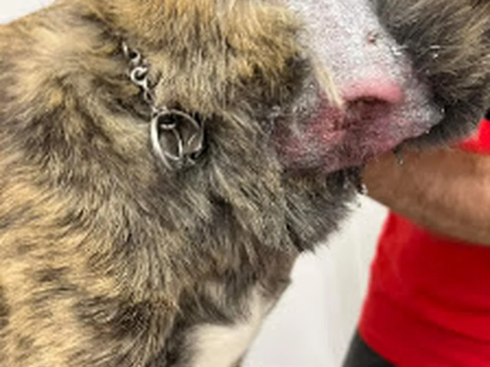 Mundocan Residencia Canina, Madrid