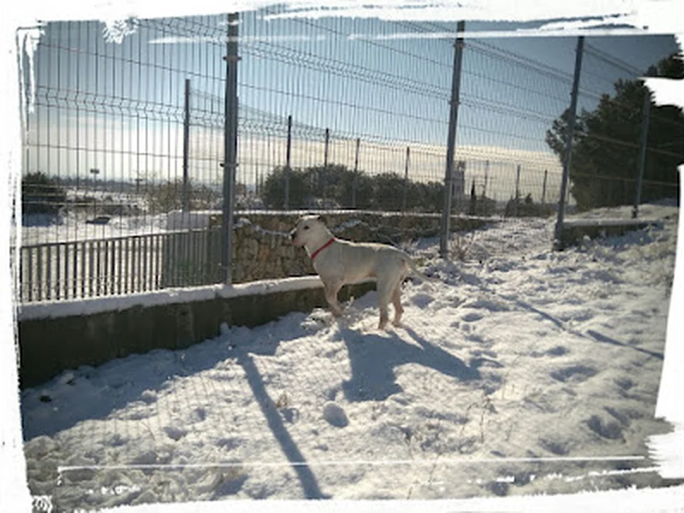 Centro de Acogida Animal, Madrid