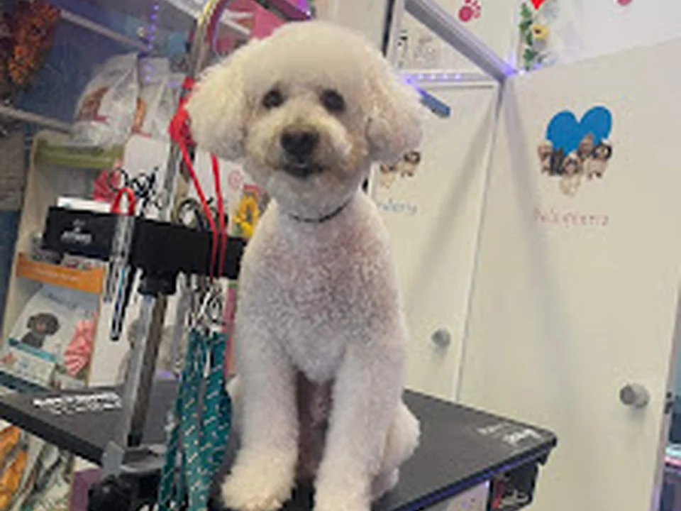 Peluquería canina en Chamberí | Happy Doggies, Madrid