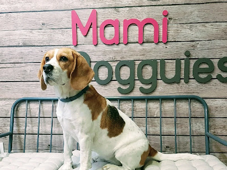 Guardería canina en Madrid | Mami Dogguies 🐾