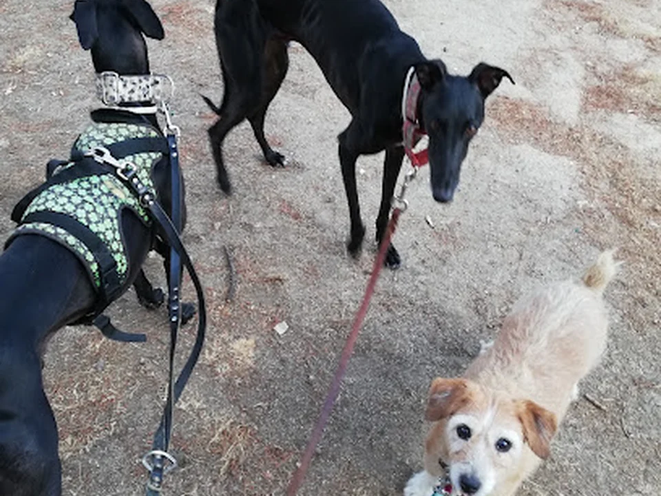 Virginia Pet Sitter - Guardería de mascotas VJ - Paseos para perros y cuidadora de animales, Madrid