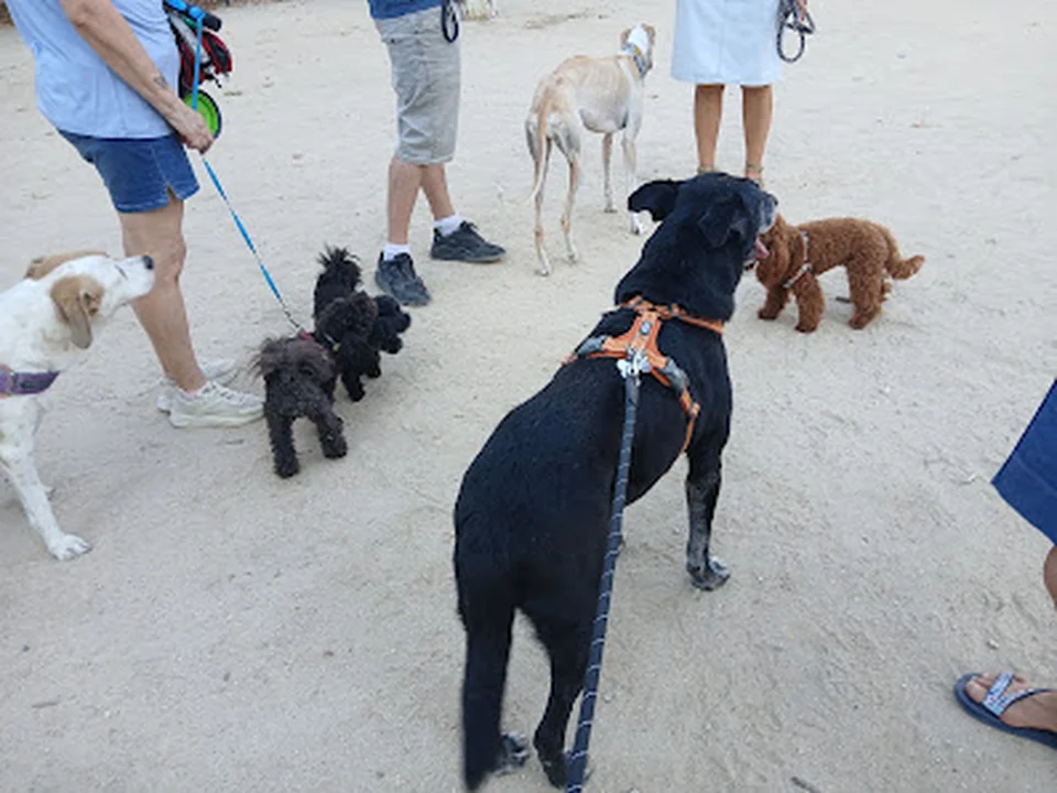 Paseador de perros Madrid