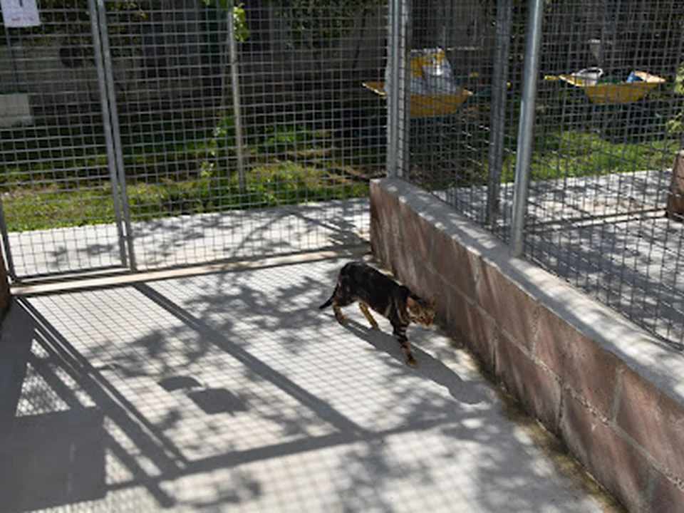 Granja la Luna residencia canina gatos en Madrid (Oficina)