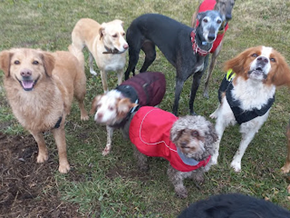 Game for Dogs, Madrid