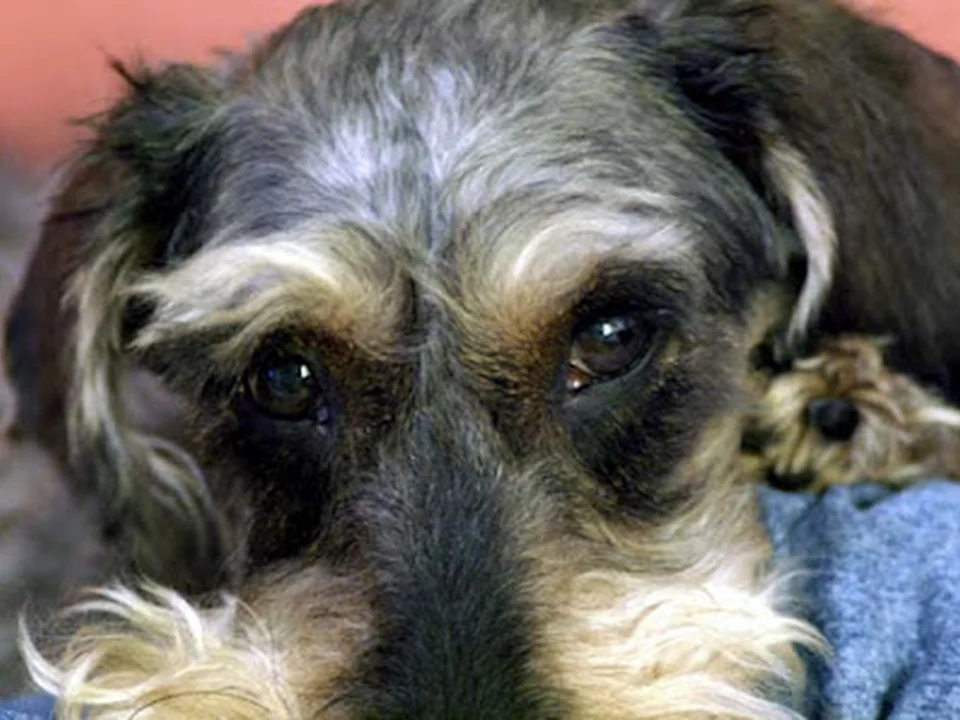 Clínica Veterinaria Alonso Cano, Madrid