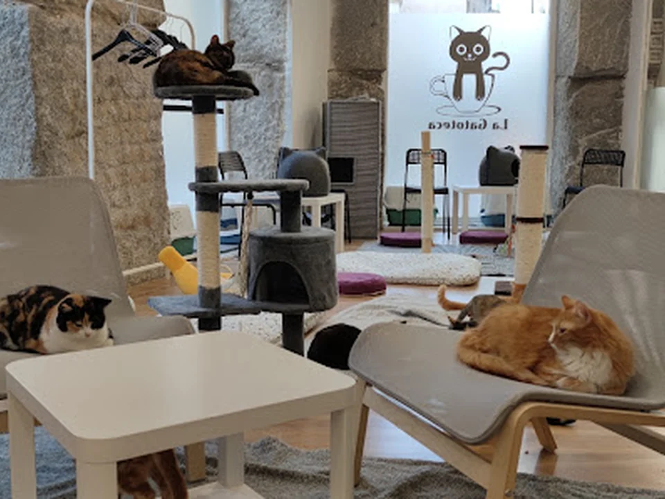 La Gatoteca, Madrid