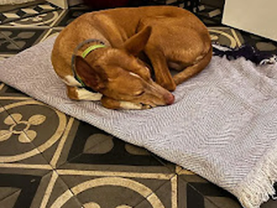 Cuidadora Canina Madrid