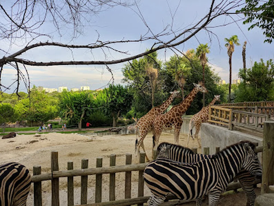 Gorilas de Costa, Madrid