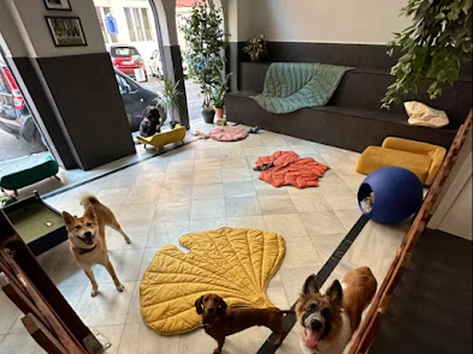 COVIS Guardería y Peluquería Canina, Madrid