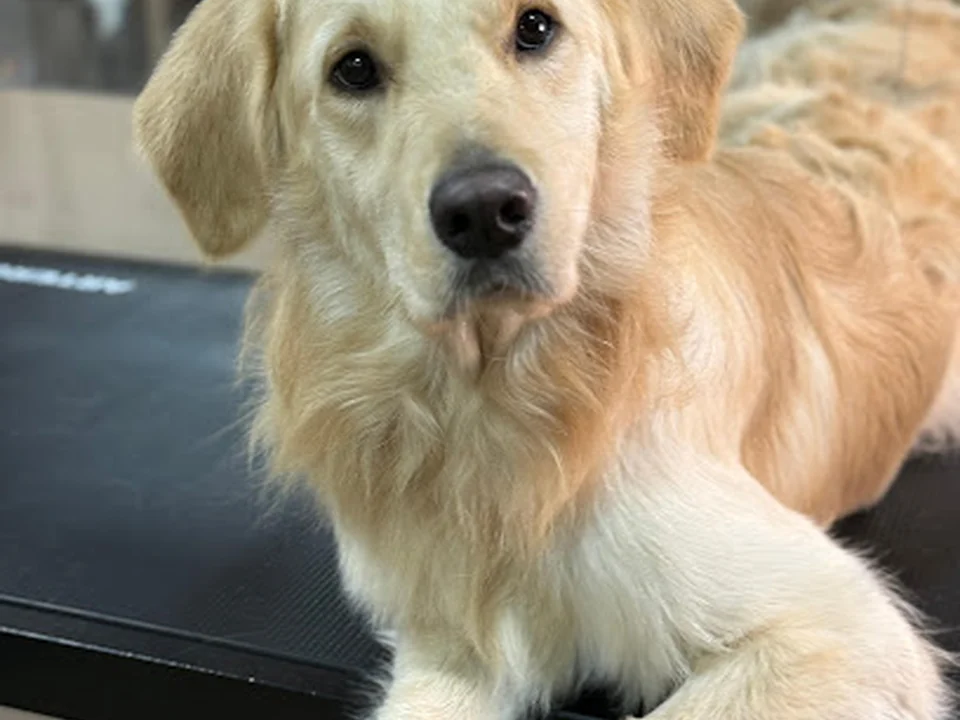 Niki Grooming, Madrid