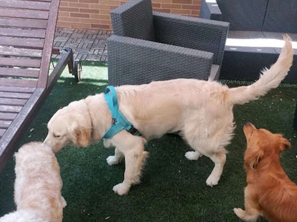Mimos y Patitas Cuidado de Mascotas, Madrid