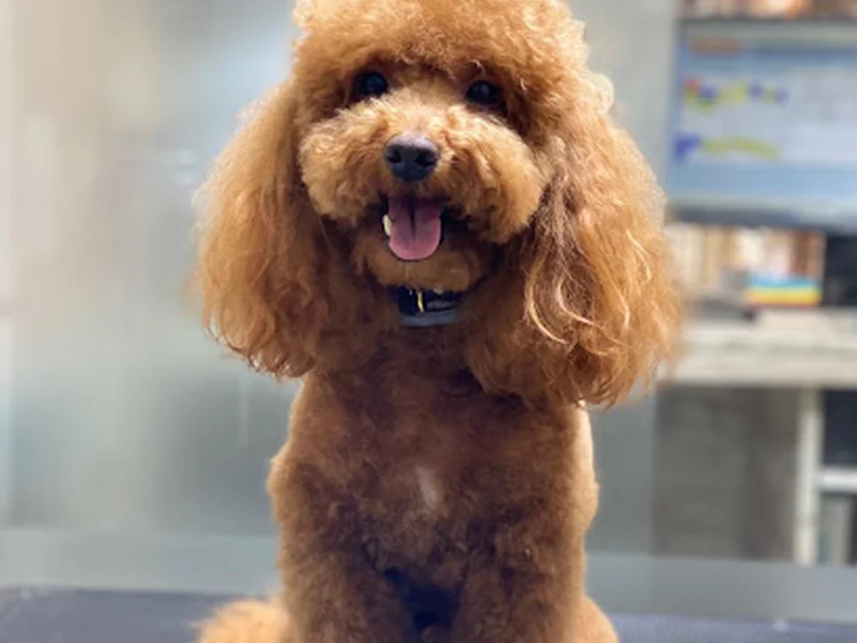 Peluquería canina KIKU, Madrid