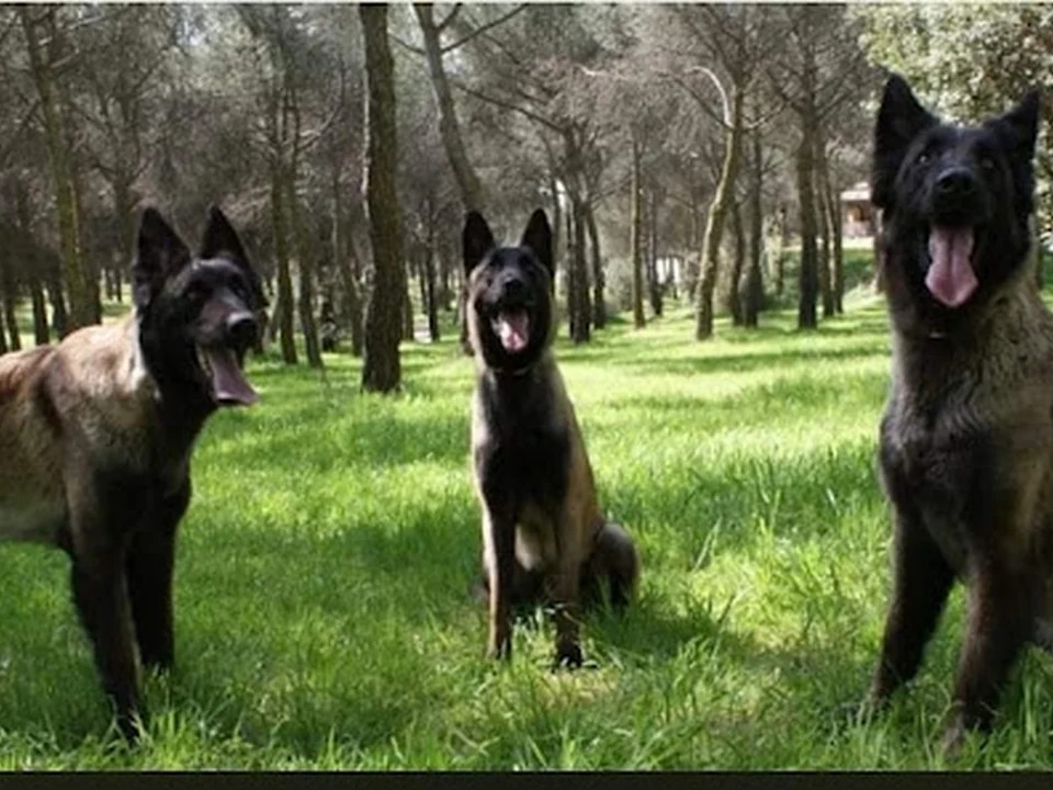 Residencia Canina Malilupus, Madrid