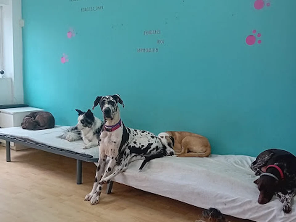 La Petucasa Guardería Canina, Madrid